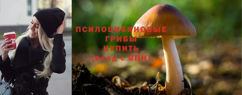 где купить наркоту  Белый  Псилоцибиновые грибы MAGIC MUSHROOMS 